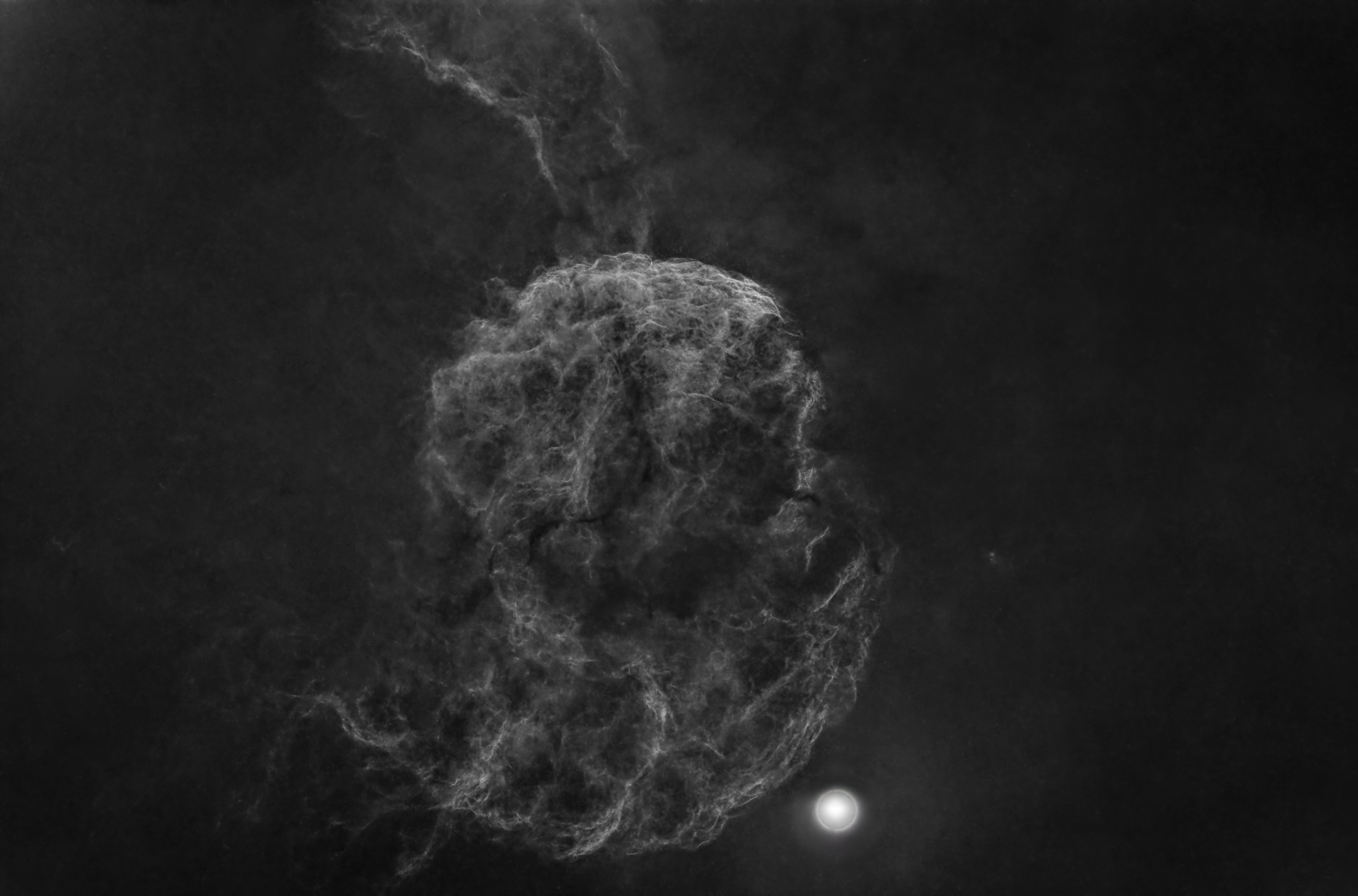MEDUSE STARLESS.jpg